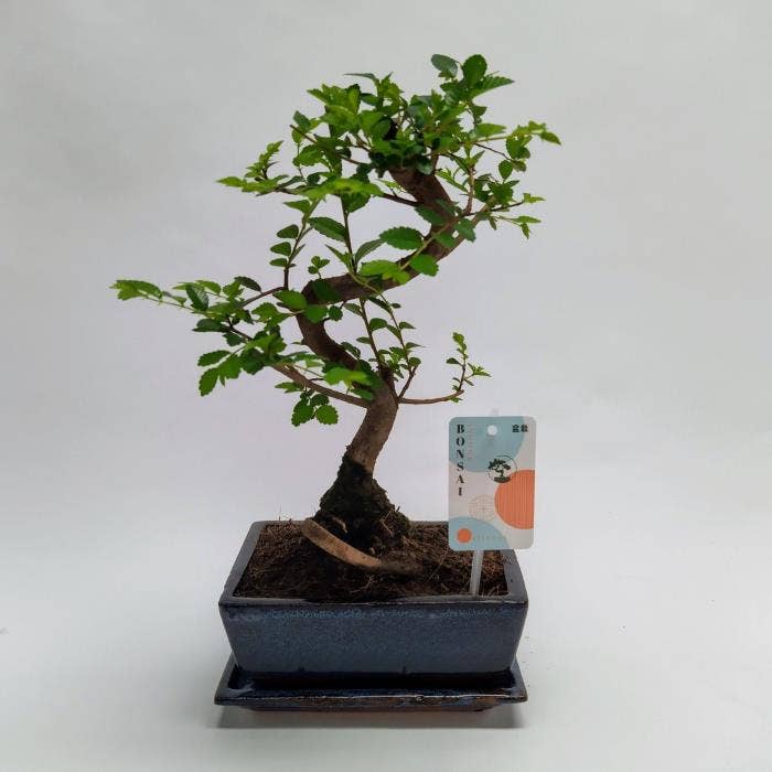 Zelkova S-shape Bonsai 'Traditional' 20 cm + Schot