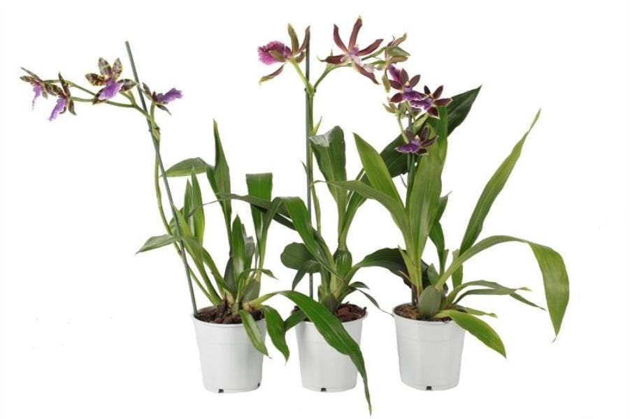 Zygopetalum 