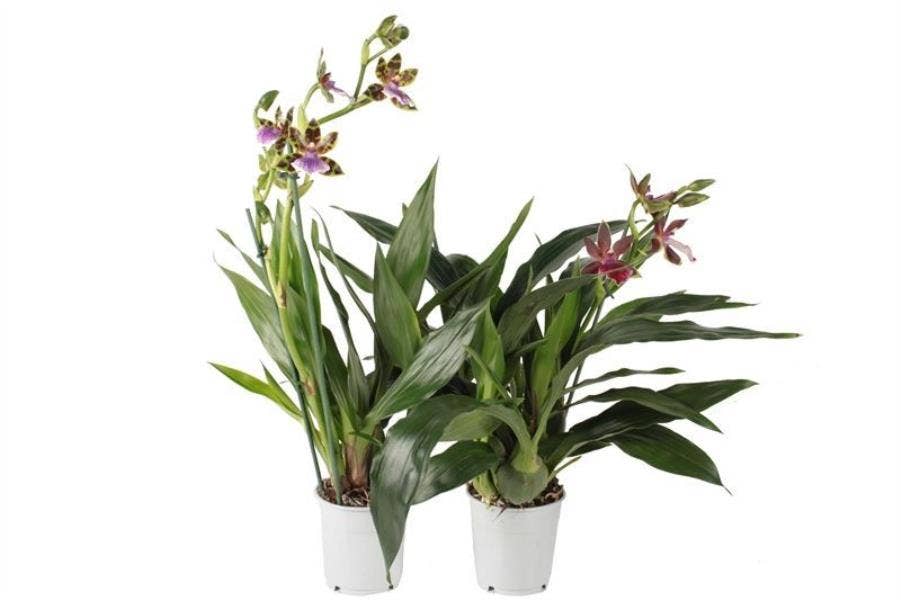 Zygopetalum 